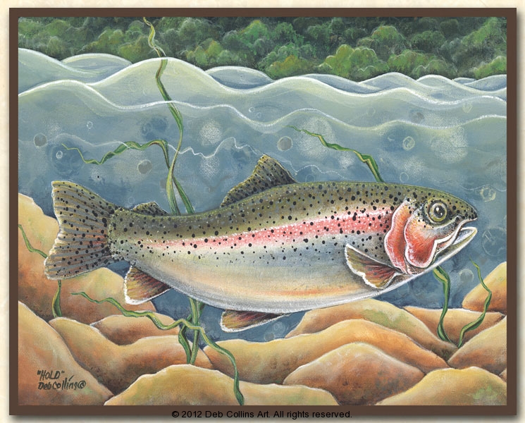 Rainbow Trout